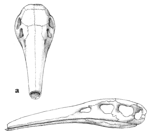 File:Skulls.gif