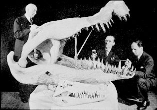 File:Deinosuchus skull.jpg