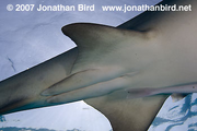Shark pterygopods