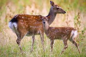 File:Fallow deer -2.jpg