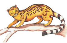 Felimalg