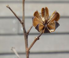 Dehiscence