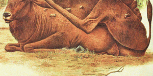 Clef-Back antelope gut