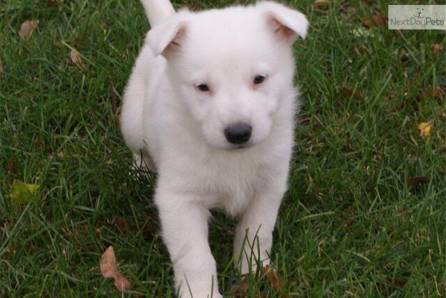 File:German-shepherd-puppy-picture-b397b9c9-ae46-48b1-ba55-dc5239865bc0.jpg