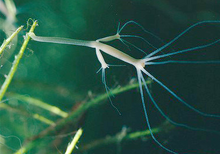 Hydra gemmation