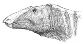 File:Ciraphid.jpg