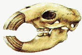 Chiselhead skull