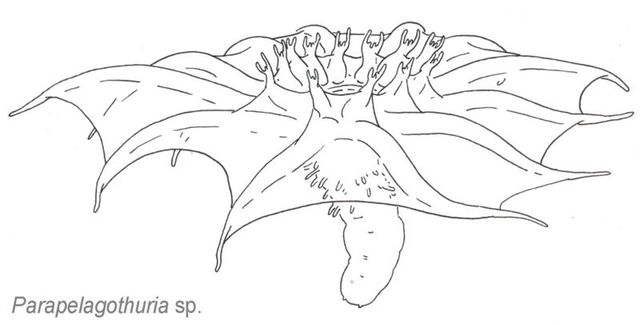 File:Bdrh-parapelago.jpg