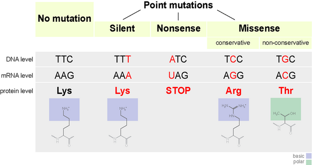 File:Mutations.png