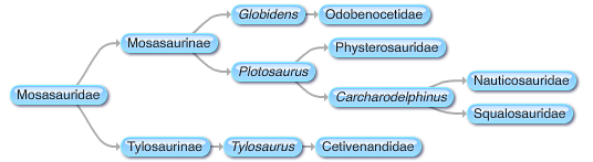 File:WitAM;MosasaurPhylogeny.png