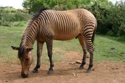 File:Zorse.jpg