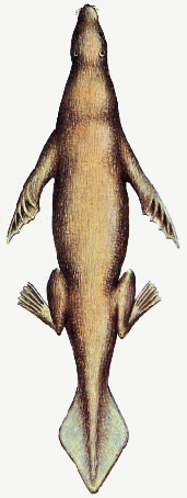 Pytheron body
