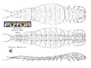 Scolopendra volans 2
