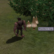 Harvestablebutcherscap