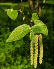 Alder Tree Leaves