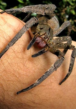 Brazilian wandering spider (Phoneutria) | Spidapedia Wiki ...