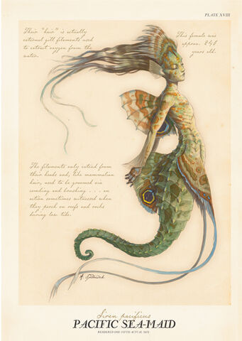 File:Pacific-sea-maid.jpg