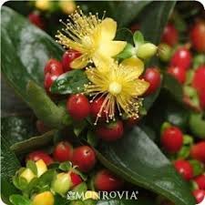 File:St. John's Wort.jpeg