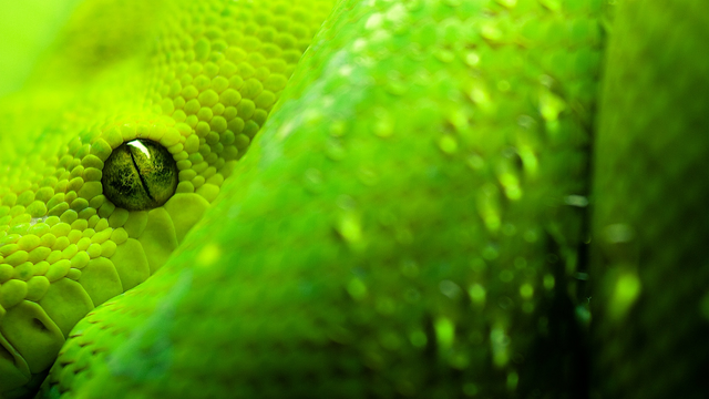 File:Green Snake.png