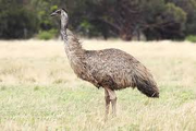 Waka