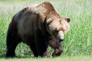 Brownbear