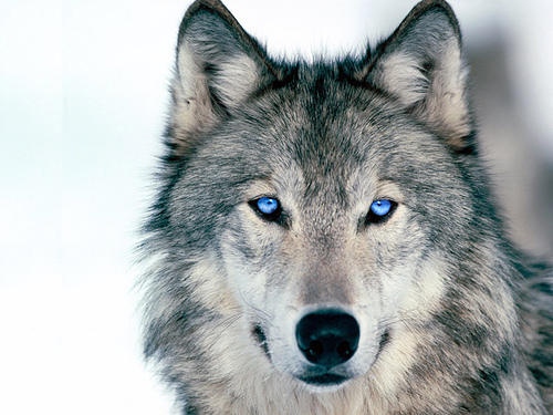 File:Wolf.jpg