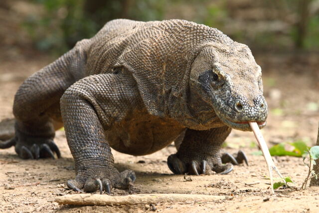 File:Actualkomodo.jpg
