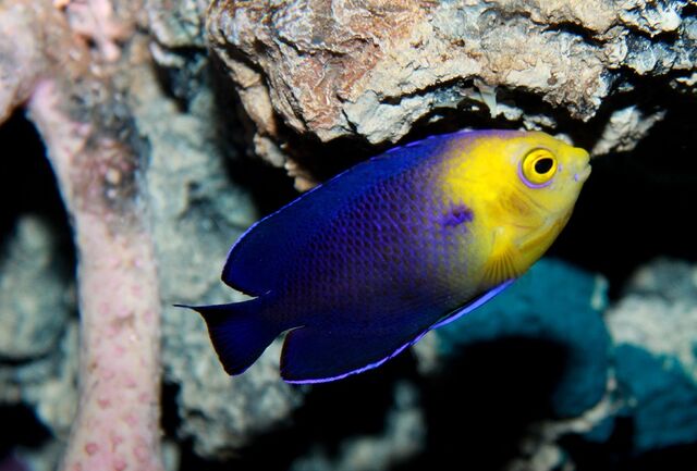 File:CherubfishReal.jpg