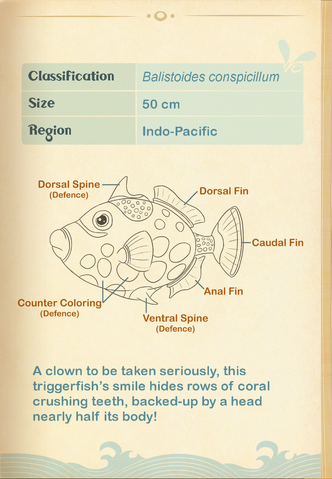 File:Clown Triggerfish§Aquapedia2.png