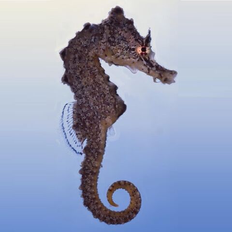 File:GiraffeSeahorseReal.jpg