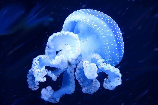 File:White-spottedJellyfishReal.jpg