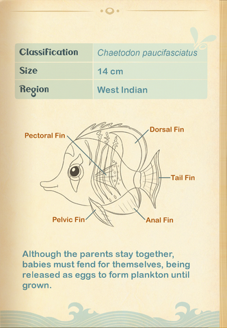 File:Eritrean Butterflyfish§Aquapedia2.png
