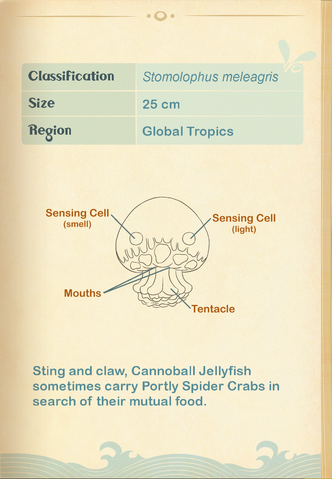File:Cannonball Jellyfish§Aquapedia2.png