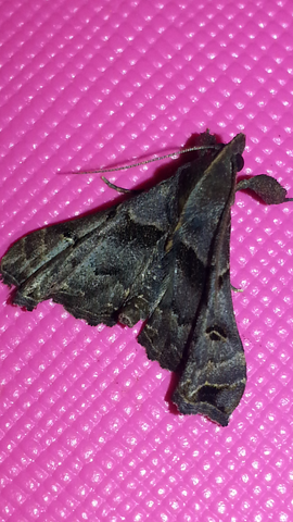 File:Screenshot 2015-04-17-21-13-32.png