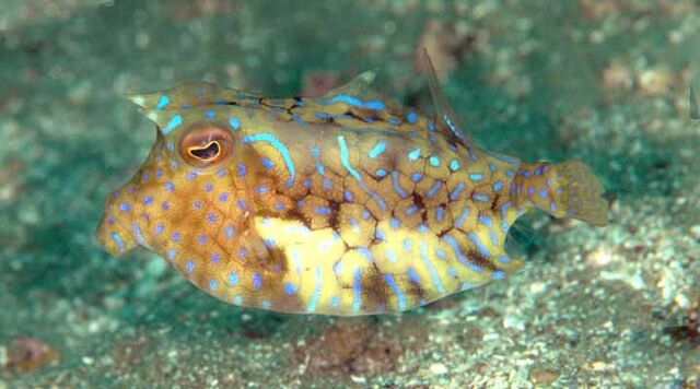 File:ThornbackCowfishReal.jpg