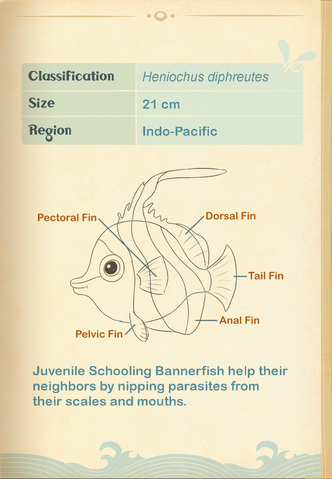 File:Schooling Bannerfish§Aquapedia2.png
