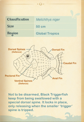 File:Black Triggerfish§Aquapedia2.png