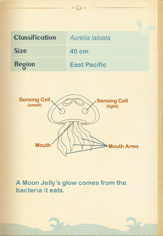 File:Lipped Moon Jellyfish§Aquapedia2.png