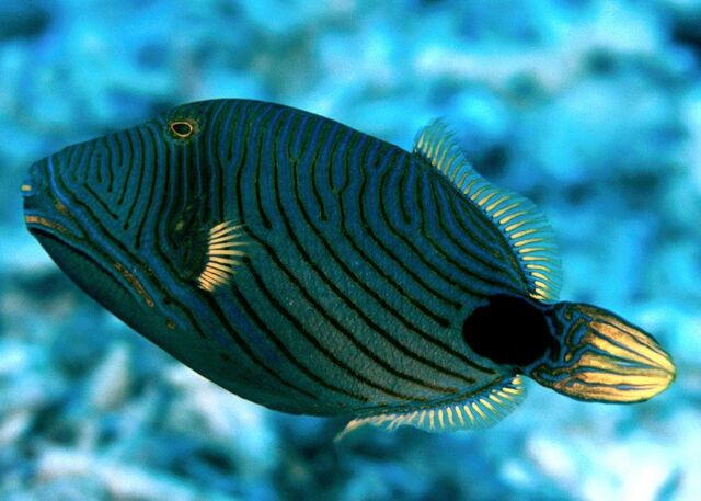 File:Orange-linedTriggerfishReal.jpg