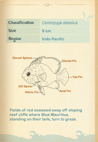 File:Blue Mauritius Pygmy Angelfish§Aquapedia2.png