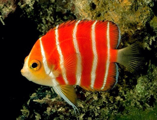 File:PeppermintPygmyAngelfishReal.jpg