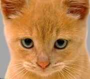 Kitty Cat