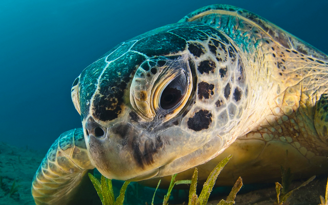 File:A very nice turtle.png