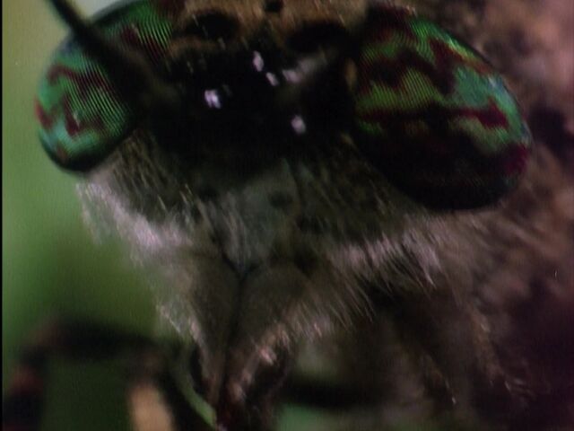 File:Wormy Butterfly Close.jpg