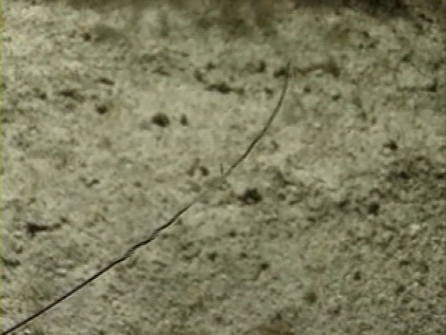 File:Case of the Sponge Bob 062.png