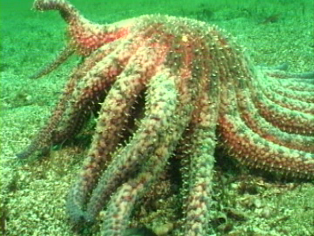 File:Case of the Sponge Bob 055.png