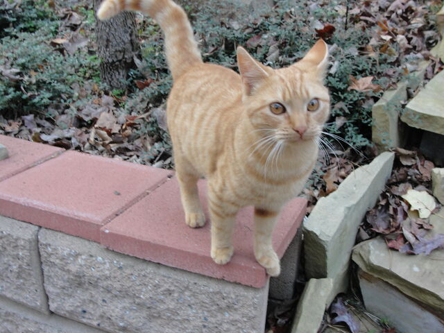 File:Garfield (2013 version).jpg