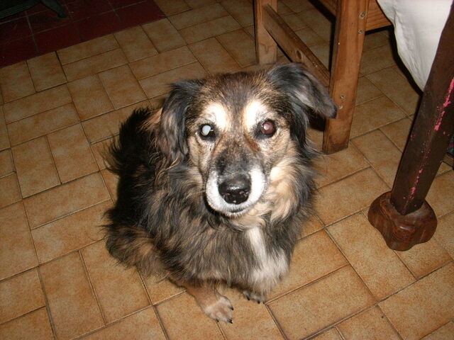 File:Gizmo3.jpg