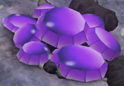 Purpl-ish gems of rabban an