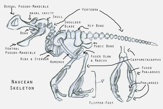 File:Naucean skeleton.jpg